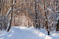 Snow covered birch trees in a winter forest