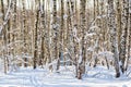 Snow covered birch trees in a winter forest