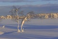 Snow-covered birches