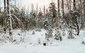 Snow-covered birches and firs in the winter forest Royalty Free Stock Photo