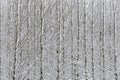 Snow covered birches Royalty Free Stock Photo