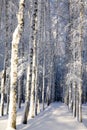 Snow covered birches in sunny winter forest Royalty Free Stock Photo