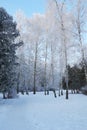 Snow-covered birches in the winter park Royalty Free Stock Photo