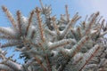 Snow covered blue spruce branches against bright blue sky. Christmas holiday background. Royalty Free Stock Photo
