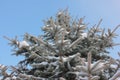 Snow covered blue spruce branches against bright blue sky. Christmas holiday background. Royalty Free Stock Photo