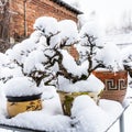 Snow-covered bonsai tree. Winter Snow Bonsai Garden. Bonsai tree covered with fresh snow on a garden table.