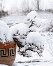 Snow-covered bonsai tree. Winter Snow Bonsai Garden. Bonsai tree covered with fresh snow on a garden table.