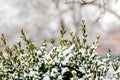 Snow-covered boxwood branches with green leaves on a blurred background