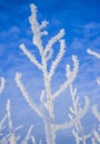 Snow covered branch against a blue sky