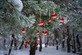 On the snow-covered branch of Christmas trees, Christmas decorations hang in the form of transparent balls, hearts of felt.