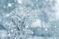 Snow covered branch of dry plant on blurred background during snowfall in forest Royalty Free Stock Photo