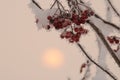 Snow-covered branch of mountain ash covered with snow on a light background. Red rowan berries are covered with fluffy snow.