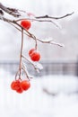 Snow-covered branch of mountain ash with red berries on white wi Royalty Free Stock Photo