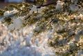 Snow-covered branch of a pine tree close-up in the rays of the sun. Defocused background with bokeh. Royalty Free Stock Photo