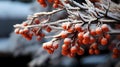 Snow-covered branch with red berries. Christmas card, New Year holiday Royalty Free Stock Photo