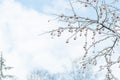 Snow covered branches on trees against blue sky in park on winter day Royalty Free Stock Photo