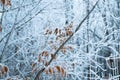 Snow covered branch with yellow autumn leaves against snowy background. Tree branch in snow. Royalty Free Stock Photo