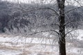 Snow Covered Branches Royalty Free Stock Photo