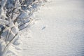 Snow covered branches as abstract background or winter landscape Royalty Free Stock Photo