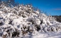 Snow covered branches. Backlight. Winter forest background. Shrubs bushes under the snow. White fresh snow covers the ground and