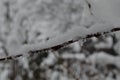 Snow covered branches. Backlight. Winter forest background. Shrubs bushes under the snow.