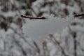 Snow covered branches. Backlight. Winter forest background. Shrubs bushes under the snow.