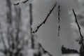 Snow covered branches. Backlight. Winter forest background. Shrubs bushes under the snow.