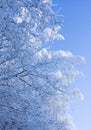 Snow covered branches blue sky