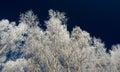 Snow covered branches on blue sky Royalty Free Stock Photo