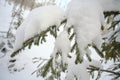 Snow covered branches Christmas tree. Snowy winter. Royalty Free Stock Photo