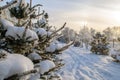 Snow-covered branches of Christmas trees. Frost-covered trees, winter scene, picturesque park Royalty Free Stock Photo