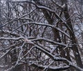 Snow covered branches