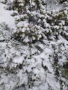 Snow-covered branches of a coniferous bush. Urban landscape. Eco background. Photo illustration of nature. Royalty Free Stock Photo