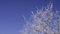 Snow covered branches and crisp clean blue winter sky. Copy space for text