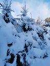 Snow-covered branches of fir-trees, bent down under the weight of snow, on a frosty winter day Royalty Free Stock Photo