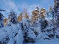 Snow-covered branches of fir-trees, bent down under the weight of snow, on a frosty winter day Royalty Free Stock Photo