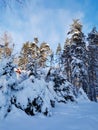 Snow-covered branches of fir-trees, bent down under the weight of snow, on a frosty winter day Royalty Free Stock Photo