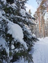Snow-covered branches of fir-trees, bent down under the weight of snow, on a frosty winter day Royalty Free Stock Photo