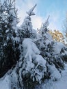 Snow-covered branches of fir-trees, bent down under the weight of snow, on a frosty winter day Royalty Free Stock Photo