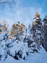 Snow-covered branches of fir-trees, bent down under the weight of snow, on a frosty winter day Royalty Free Stock Photo