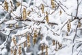 Snow-covered branches of hazel bush Royalty Free Stock Photo