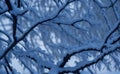 snow covered branches and hoarfrost in early winter or autumn Royalty Free Stock Photo