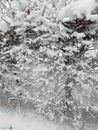 Snow-covered branches of a hornbeam hedge. Urban landscape. Eco background. Photo illustration of nature. Royalty Free Stock Photo