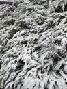 Snow-covered branches of juniper in the garden. Eco background. Photo illustration of nature. Royalty Free Stock Photo