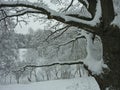 Snow-covered branches of a large oak tree