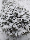 Snow-covered branches of a Norway spruce hedge. Urban landscape. Eco background. Photo illustration of nature. Royalty Free Stock Photo