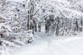 Snow-covered branches and a path under the trees. Beautiful snow-white winter in the forest Royalty Free Stock Photo