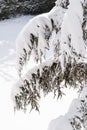 Snow-covered branches of a pine tree on the edge of a snowy clearing
