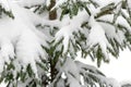 Snow covered branches of pine tree. Evergreen fir trees cloaked in frost, forest scene. Coniferous close-up adorned with ice. Snow Royalty Free Stock Photo