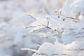 Snow-covered branches against the light Royalty Free Stock Photo